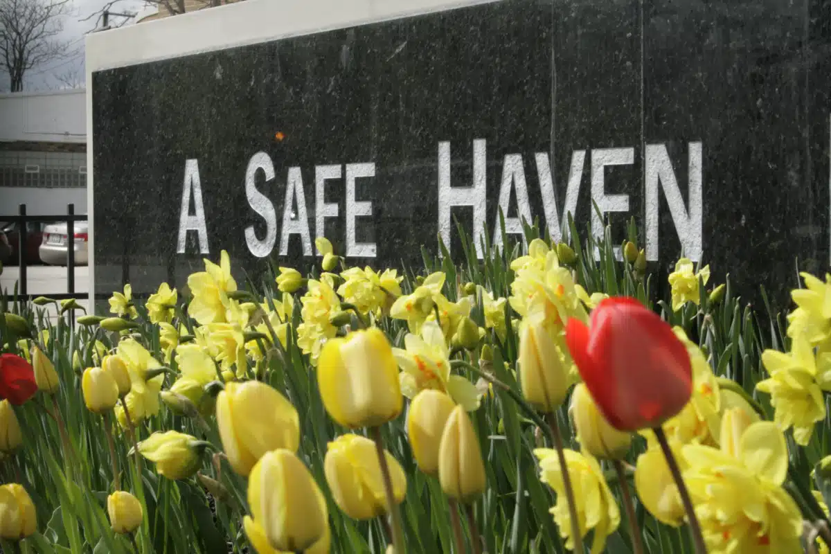 A Safe Haven - Thumbnail 6