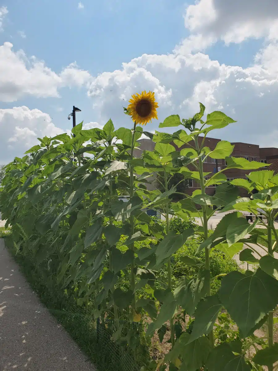 Aleda E Lutz VAMC - Thumbnail 5