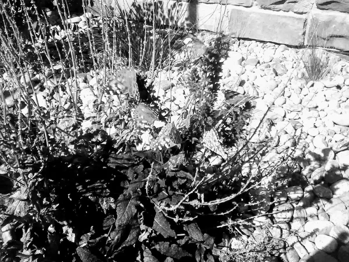 Centennial Mental Health Center Inc - Thumbnail 2