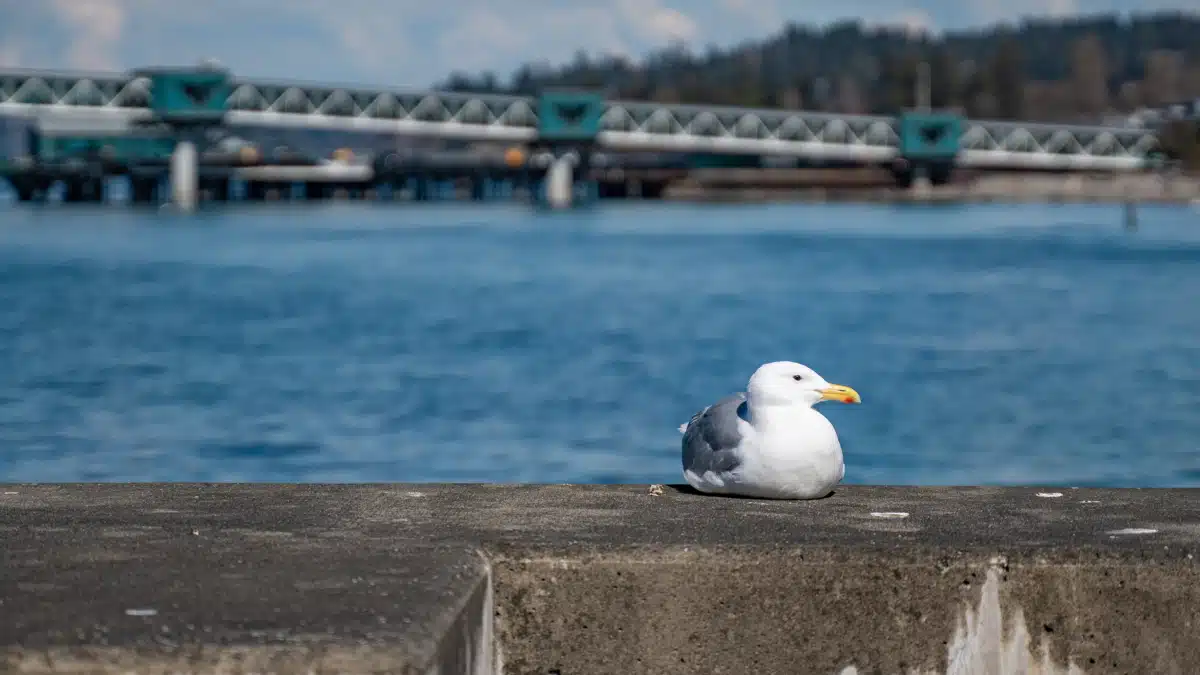 Center - Thumbnail 6