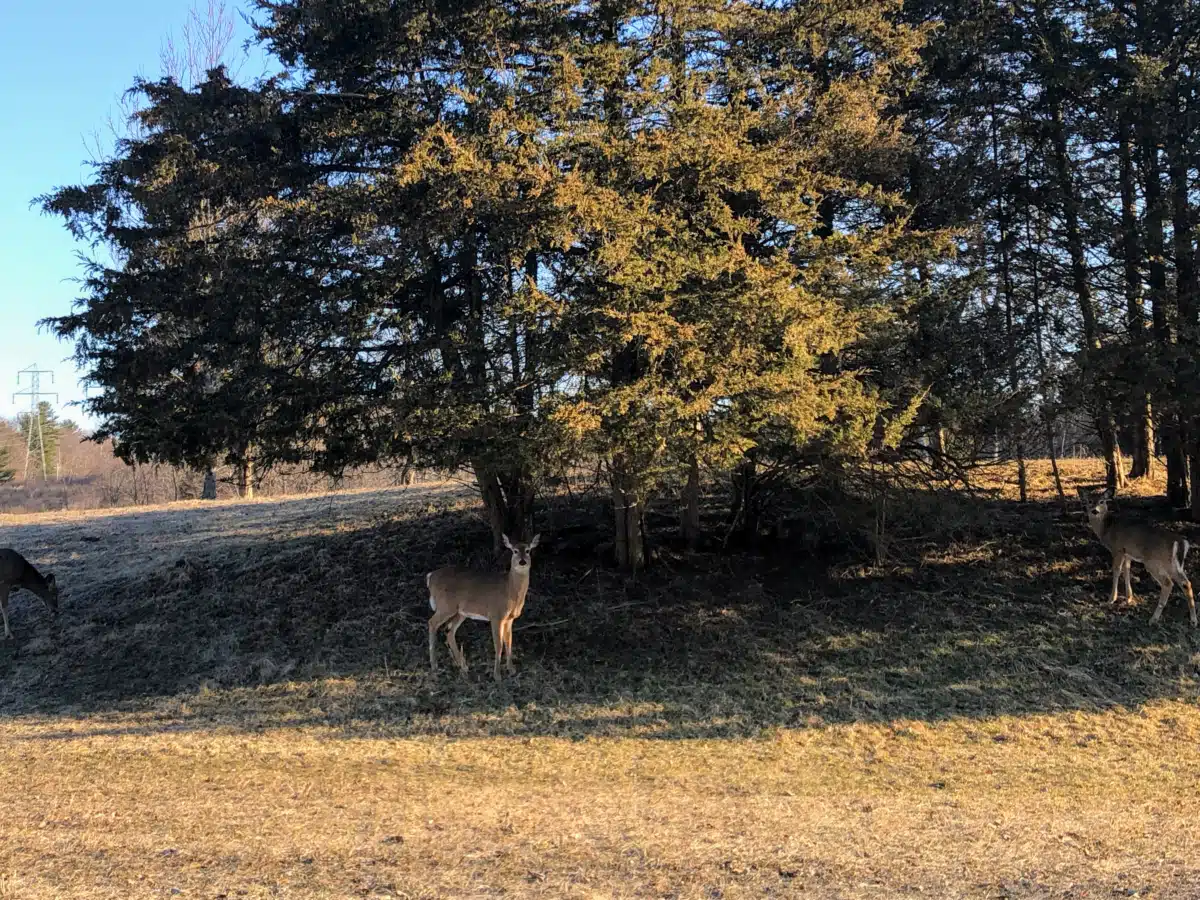 Cornerstone of Rhinebeck - Thumbnail 10