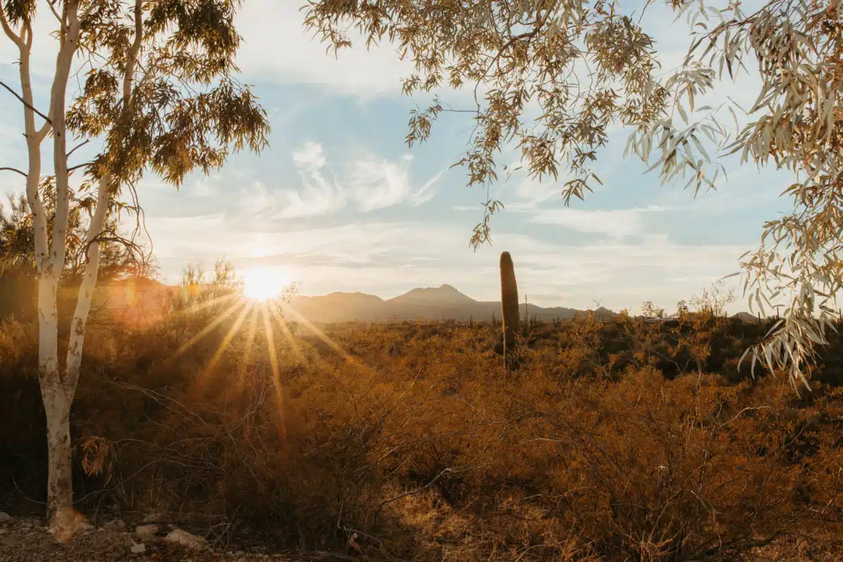 Cottonwood Tucson - Thumbnail 10