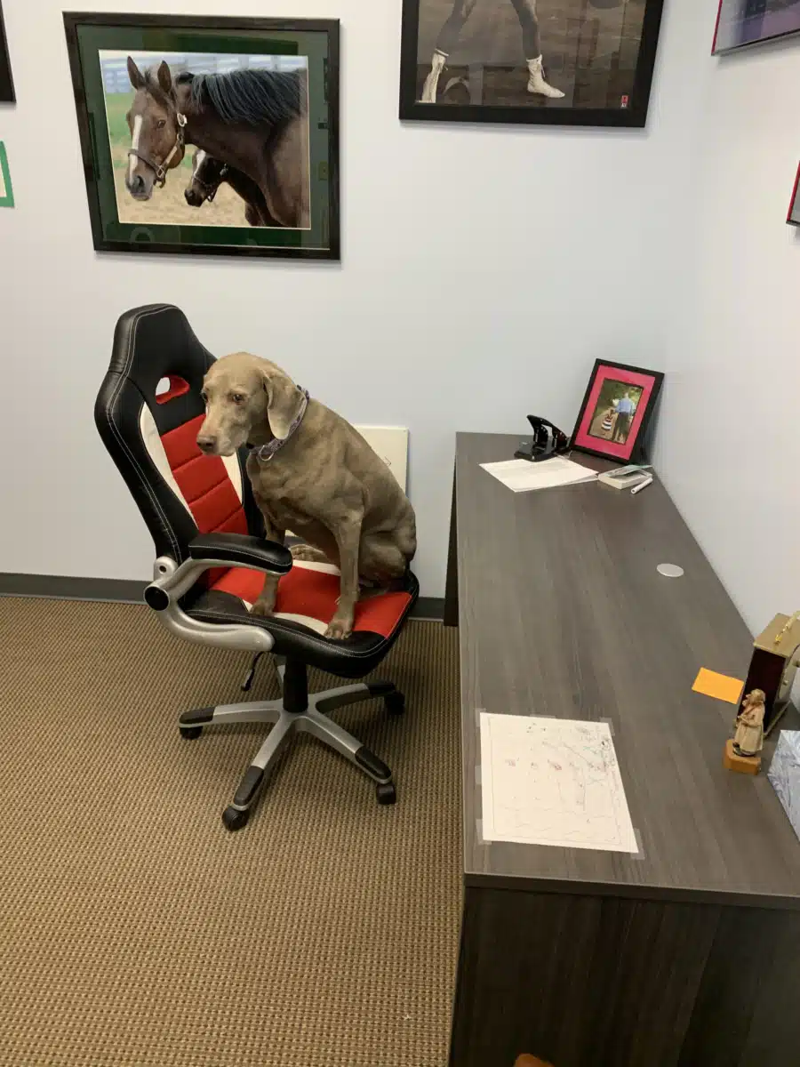 DeNova - Thumbnail 2