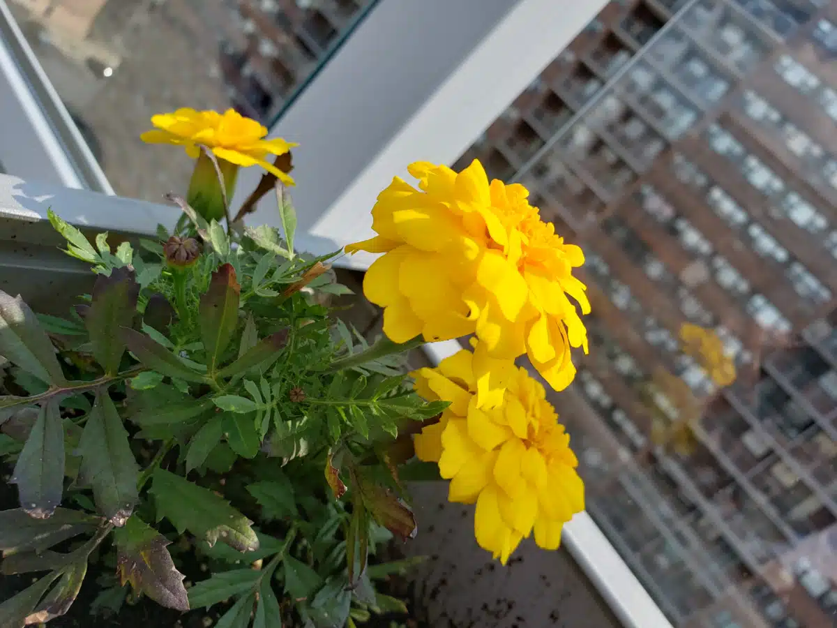 Fortune Society Inc - Thumbnail 10