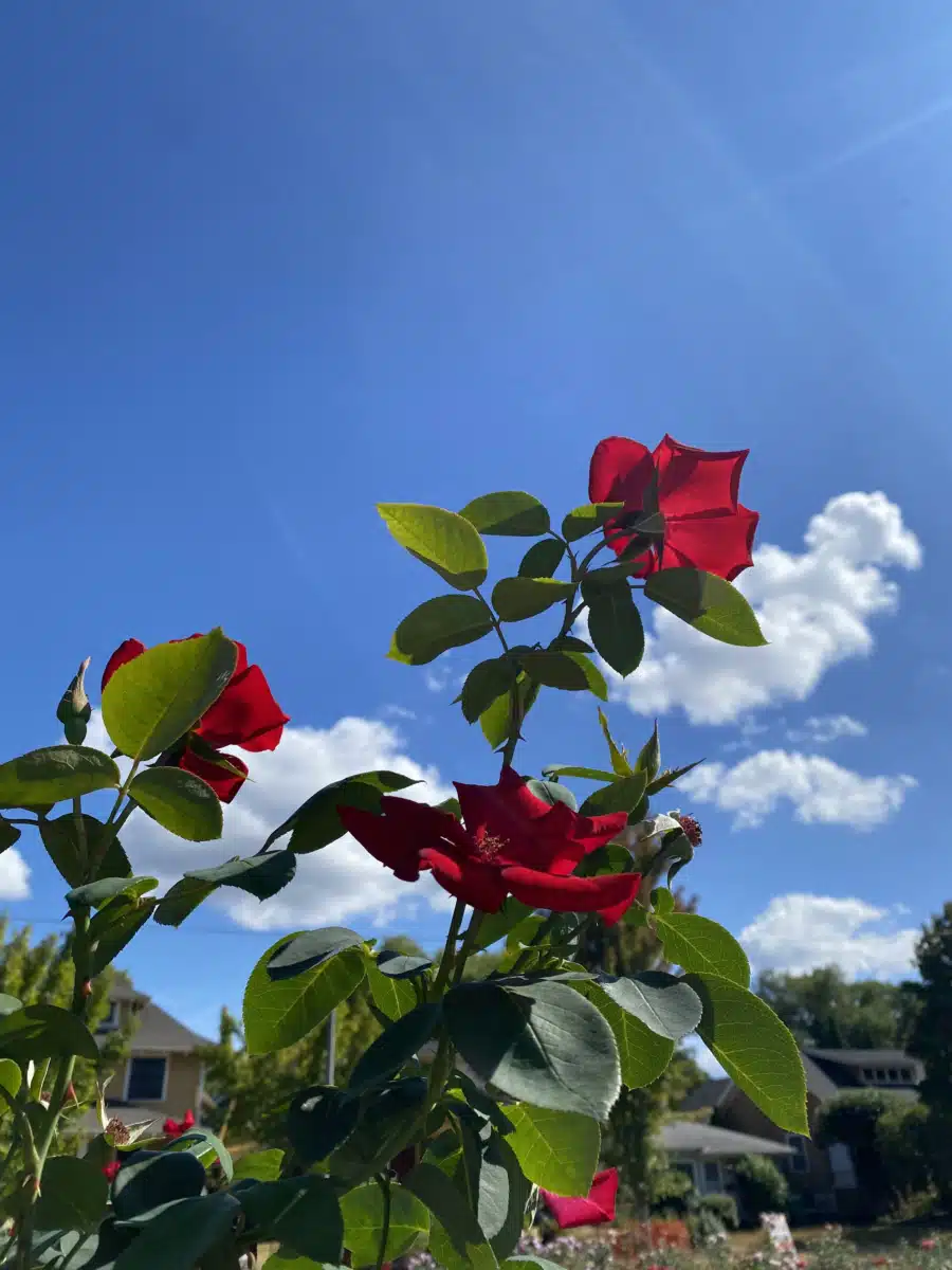 Quest Center for Integrative Health - Thumbnail 3