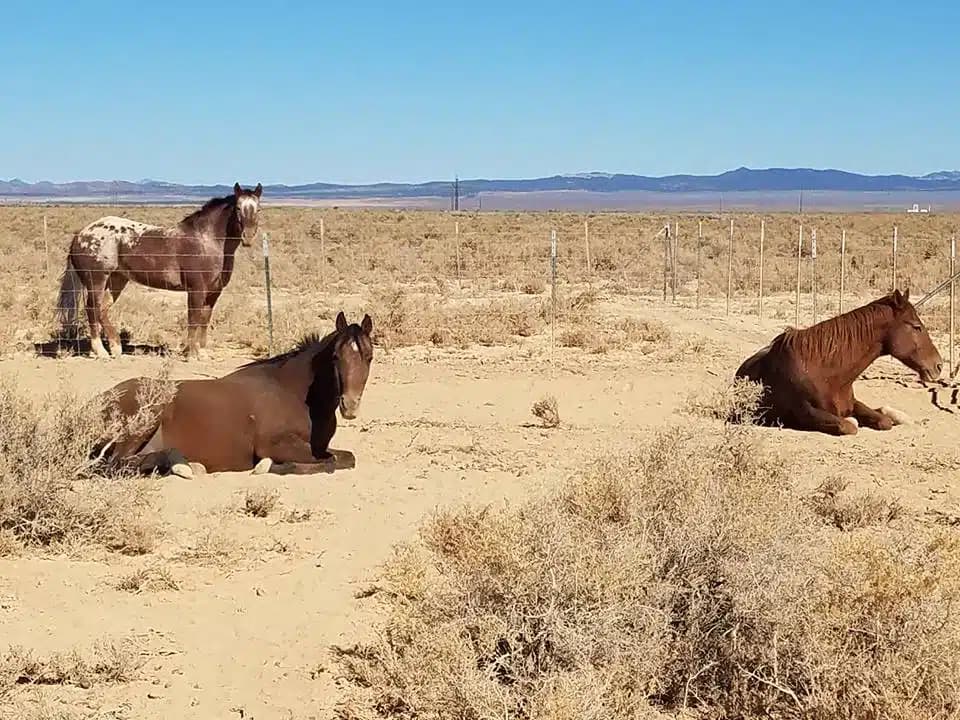 Renewed Hope Ranch - Thumbnail 5