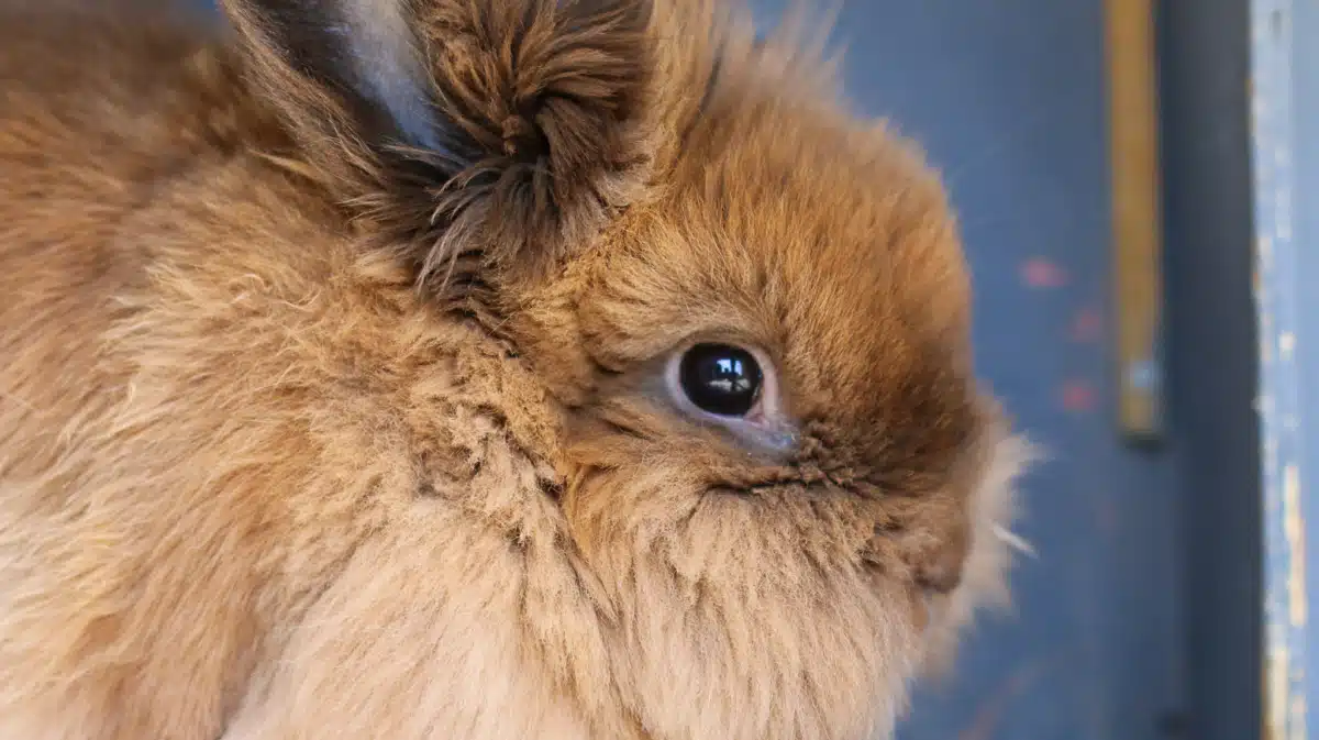 Renewed Hope Ranch - Thumbnail 8