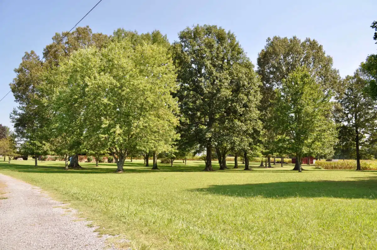 S2L Recovery - Thumbnail 8