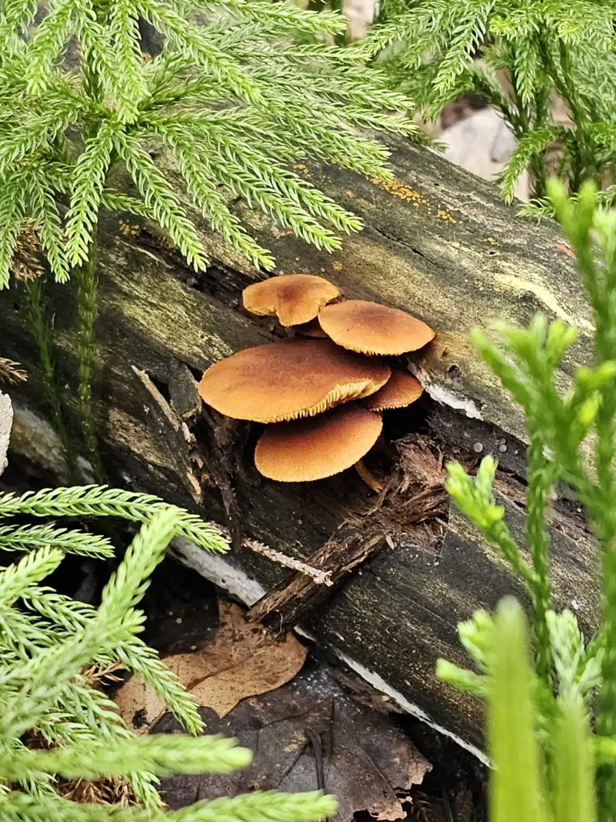 SpiritLife Inc - Thumbnail 10