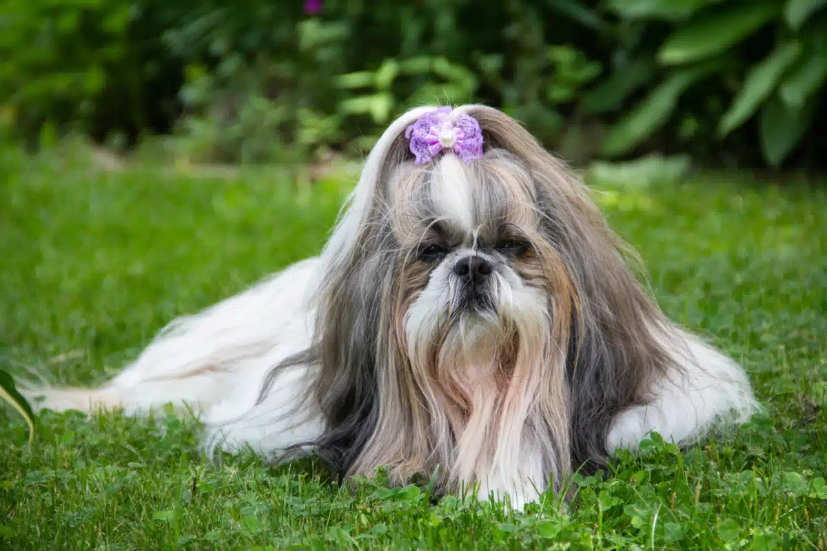 Tully Hill Corporation - Thumbnail 7