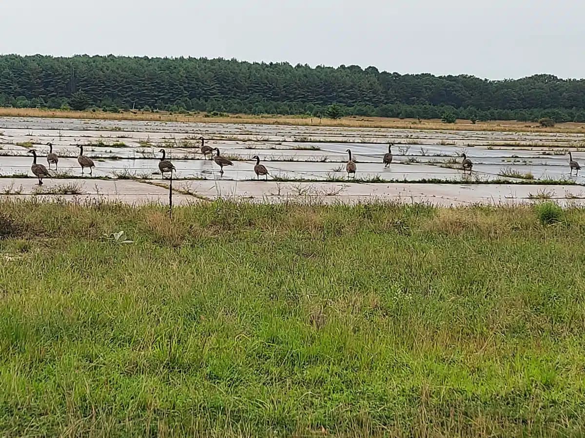 Wellbridge Stabilization Program - Thumbnail 9