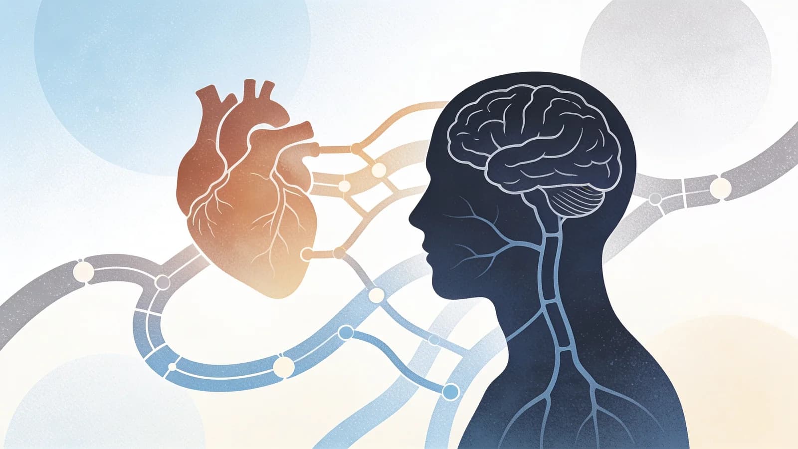 Abstract illustration of interconnected heart and brain pathways representing the…