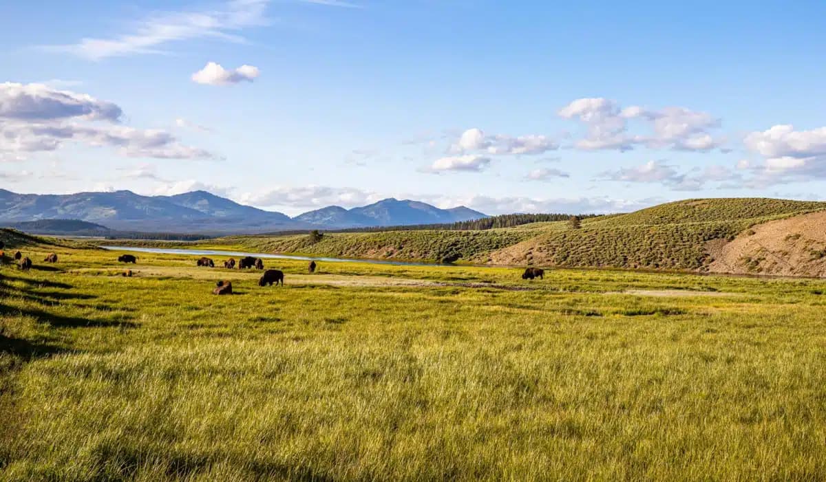 Indian Family Health Clinic
