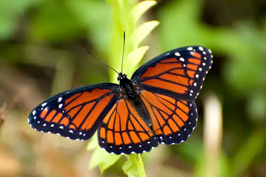 One to One With Youth Inc